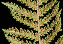 Image: P.B. Heenan © Landcare Research 2014 